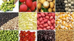 Bản tin thị trường n&ocirc;ng sản 16/01/2020