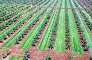 Chinh phục đất nhiễm mặn: Bước đột ph&aacute; cho an ninh lương thực