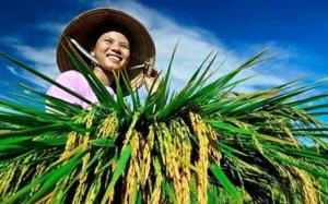 Đẩy mạnh t&iacute;n dụng trong n&ocirc;ng nghiệp