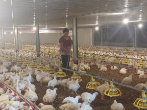 Ng&agrave;nh chăn nu&ocirc;i h&agrave;nh động để giữ tăng trưởng bền vững