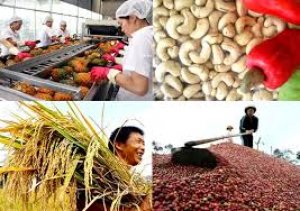 Bản tin n&ocirc;ng sản ng&agrave;y 15/06/2020
