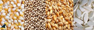FAO: Dự b&aacute;o sản lượng ngũ cốc thế giới năm 2023 đạt 2.819 triệu tấn