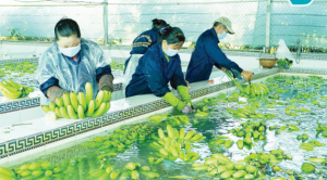 Gỡ vướng cho xuất khẩu n&ocirc;ng sản