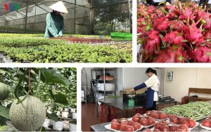 Thị trường quyết định tăng trưởng của ng&agrave;nh n&ocirc;ng nghiệp