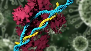 Hạt nano kh&ocirc;ng virus d&acirc;̃n tới trường hợp bi&ecirc;n t&acirc;̣p gen CRISPR thành c&ocirc;ng nh&acirc;́t từng có