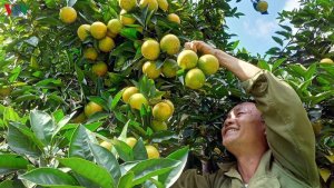 EVFTA c&oacute; hiệu lực, cơ hội lớn cho n&ocirc;ng sản Việt