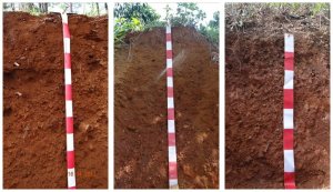 Ảnh hưởng của th&acirc;m canh đến h&agrave;m lượng một số chỉ ti&ecirc;u dinh dưỡng trong đất tại L&acirc;m Đồng