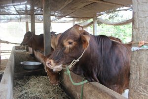 Triển khai c&aacute;c giải ph&aacute;p ph&aacute;t triển ng&agrave;nh chăn nu&ocirc;i trong năm 2018