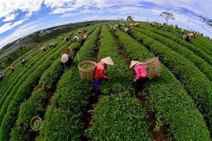 Xuất khẩu ch&egrave; 4 th&aacute;ng đầu năm đạt 55 triệu USD