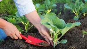 Nhập khẩu ph&acirc;n b&oacute;n từ Trung Quốc trong 4 th&aacute;ng đầu năm chiếm 41% thị phần