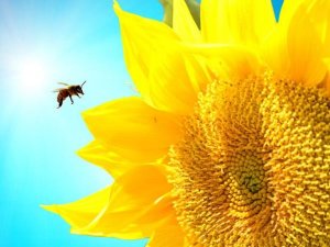 Ong mật được huấn luyện m&ugrave;i hương gi&uacute;p tăng năng suất c&acirc;y trồng
