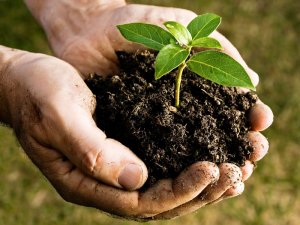 Ph&acirc;n b&oacute;n hữu cơ l&agrave; một nguồn &ocirc; nhiễm vi hạt nhựa bị coi nhẹ
