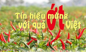 T&iacute;n hiệu mừng với quả ớt Việt