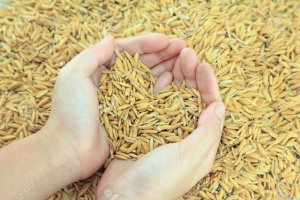 L&uacute;a gạo Ch&acirc;u &Aacute;: Gi&aacute; tại Ấn Độ cao nhất 1 năm, lốc xo&aacute;y ảnh hưởng tới Bangladesh