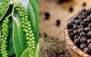 Thị trường hạt ti&ecirc;u thế giới năm 2019 v&agrave; dự b&aacute;o 2020