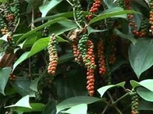 Gi&aacute; ti&ecirc;u qu&yacute; I `bốc hơi` 6.000 đồng/kg