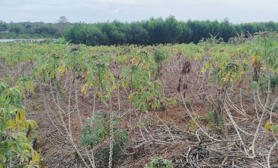 Ph&acirc;n t&iacute;ch hệ gen của Ceratobasidium theobromae v&agrave; mối li&ecirc;n hệ với bệnh chổi rồng hại sắn ở Philippines