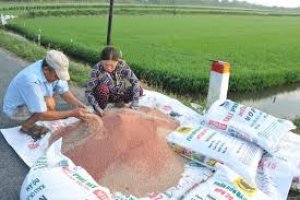 Gi&aacute; 8 loại ph&acirc;n b&oacute;n đồng loạt tăng, 4 loại lập kỷ lục mới 