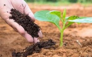 Xuất khẩu ph&acirc;n b&oacute;n tăng th&aacute;ng thứ hai li&ecirc;n tiếp 