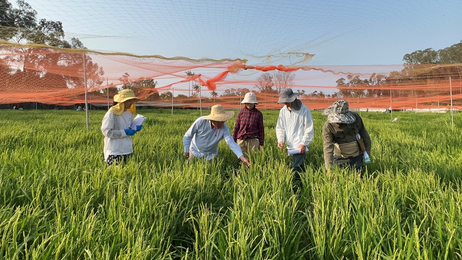 Ph&aacute;t hiện gen mở ra hướng mới cho chọn giống l&uacute;a kh&aacute;ng bệnh