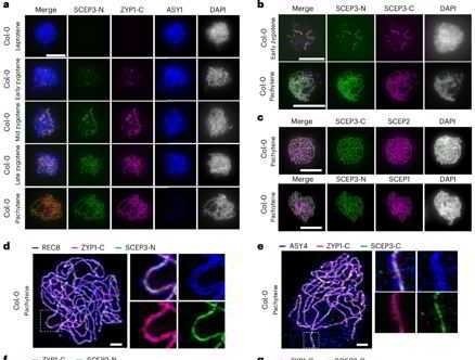 Phát hiện protein mới liên quan đến quá trình phối trộn nhiễm sắc thể trong giảm phân ở thực vật