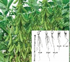 Ph&aacute;t triển phương ph&aacute;p thủy canh đ&aacute;nh gi&aacute; khả năng chống chịu ph&egrave;n nh&ocirc;m (al3+) ở c&acirc;y đậu n&agrave;nh (Glycine max Merr.)