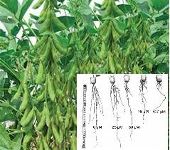 Ph&aacute;t triển phương ph&aacute;p thủy canh đ&aacute;nh gi&aacute; khả năng chống chịu ph&egrave;n nh&ocirc;m (AL3+) ở c&acirc;y đậu n&agrave;nh (Glycine max Merr.)