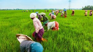 FAO ph&aacute;t động "Ph&aacute;t triển xanh c&aacute;c n&ocirc;ng sản đặc biệt"