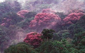 Mặt tốt của biến đổi kh&iacute; hậu: Thực vật đang ph&aacute;t triển nhanh đến bất ngờ? 