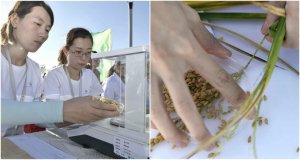 Trung Quốc trồng th&agrave;nh c&ocirc;ng l&uacute;a nước mặn, hi vọng nu&ocirc;i sống hơn 200 triệu d&acirc;n