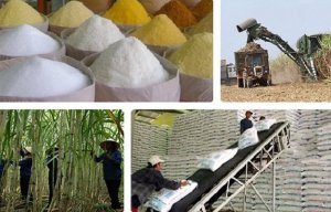 Trăn trở hạt đường Việt Nam 