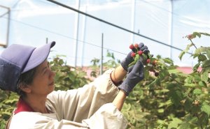 Rau quả Việt l&ecirc;n ng&ocirc;i tại thị trường Nhật, H&agrave;n 