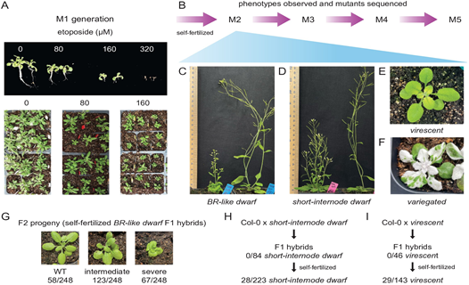 Phương ph&aacute;p h&oacute;a học mới gi&uacute;p việc lựa chọn dễ d&agrave;ng hơn về c&aacute;c đặc t&iacute;nh mong muốn ở c&acirc;y trồng