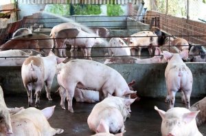TT heo hơi qu&iacute; I/2019: Dịch ASF vẫn l&agrave; `điềm gở` của ng&agrave;nh chăn nu&ocirc;i heoTG