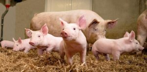 B&aacute;o c&aacute;o thị trường heo hơi th&aacute;ng 1/2019: Triển vọng ng&agrave;nh chăn nu&ocirc;i heo kh&ocirc;ng mấy lạc