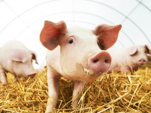 Nghi&ecirc;n cứu mới cho thấy chăn nu&ocirc;i lợn ở Anh đang giảm lượng kh&iacute; thải c&aacute;c-bon