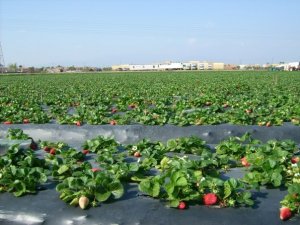 Thế giới loay hoay trước &lsquo;t&iacute;nh hai mặt&rsquo; của m&agrave;ng phủ n&ocirc;ng nghiệp 