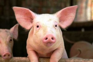 B&aacute;o c&aacute;o thị trường heo hơi th&aacute;ng 7/2018