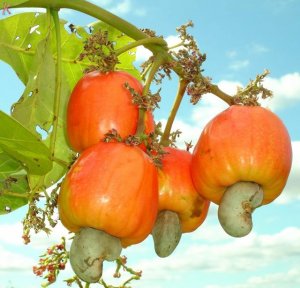 Nhập khẩu hạt điều chủ yếu từ c&aacute;c nước Đ&ocirc;ng Nam &Aacute;