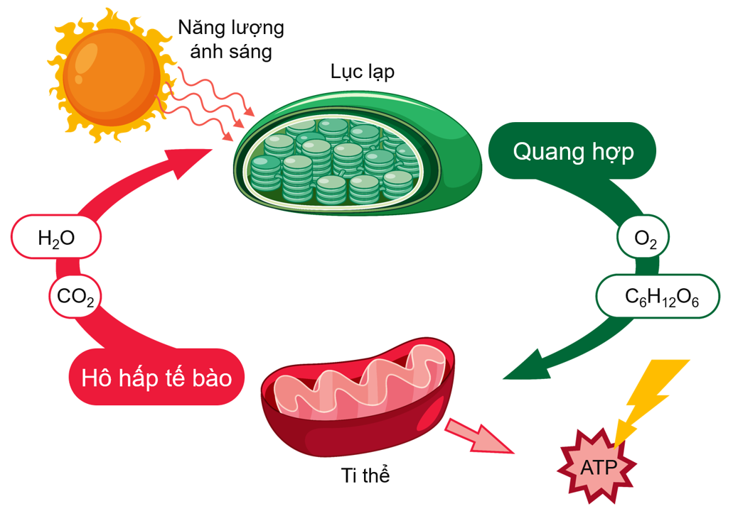 Quang h&ocirc; hấp g&oacute;p phần v&agrave;o cơ chế điều h&ograve;a biểu sinh ở thực vật