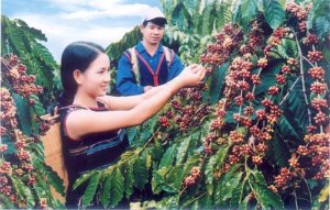 T&aacute;i canh đ&atilde; đưa năng suất c&agrave; ph&ecirc; ở Việt Nam l&ecirc;n cao gấp 3 lần thế giới