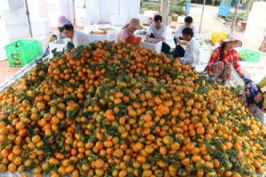 Ph&aacute;t triển ng&agrave;nh tr&aacute;i c&acirc;y - B&agrave;i 2: Đẩy mạnh năng lực chế biến