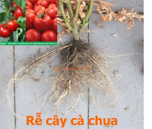 Nghi&ecirc;n cứu t&igrave;m thấy mối li&ecirc;n kết giữa dna methylome v&agrave; RNA phi&ecirc;n m&atilde; trong t&igrave;nh trạng thiếu sắt (fe) ở rễ c&agrave; chua