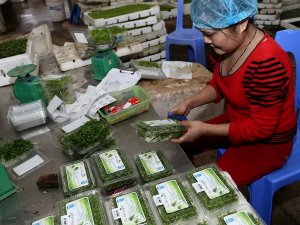 Xuất khẩu rau quả ước đạt 321 triệu USD trong th&aacute;ng 1/2018