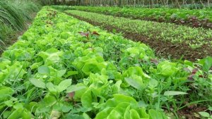 EU giảm 3.000 lần mức dư lượng 1 hoạt chất tr&ecirc;n rau củ
