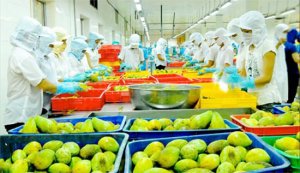 Rau quả Việt xuất khẩu vượt 1,8 tỷ đ&ocirc;, 80% tới Trung Quốc