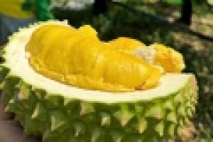 Gi&aacute; sầu ri&ecirc;ng h&ocirc;m 27/3: Ngo&agrave;i chất lượng, Indonesia cần đ&aacute;p ứng nhiều ti&ecirc;u chuẩn để xuất khẩu sầu ri&ecirc;ng