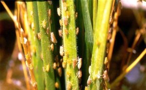Đặc điểm sinh học cơ bản của rầy lưng trắng Sogatella furcifera Horvath (Homoptera: Delphacidae)