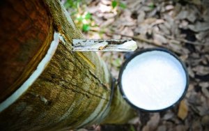 Bảng gi&aacute; cao su ch&acirc;u &Aacute; h&ocirc;m nay 23/4/2025