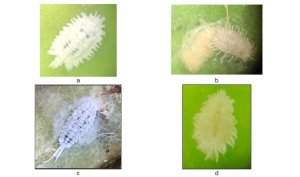 Th&agrave;nh phần lo&agrave;i rệp s&aacute;p giả (Hemiptera: Pseudococcidae) hại thanh long tại B&igrave;nh Thuận năm 2020 v&agrave; 2021